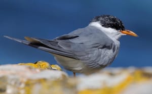 Black - fronted Tern