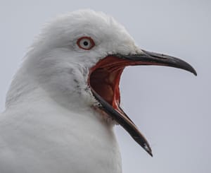 Black-billed gull