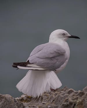 Black-billed gull