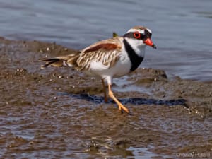 Black-fronted dotterel