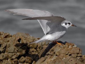 Black-fronted tern