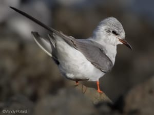 Black-fronted tern