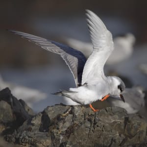 Black-fronted tern