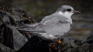 Black-fronted tern