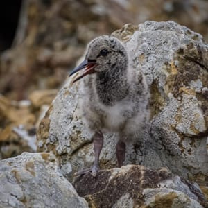 Blink and you’ll miss this young Oyster Catcher