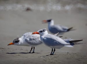 Caspian Tern