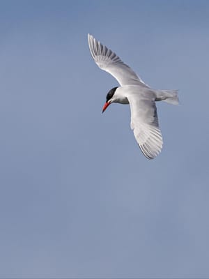 Caspian Tern