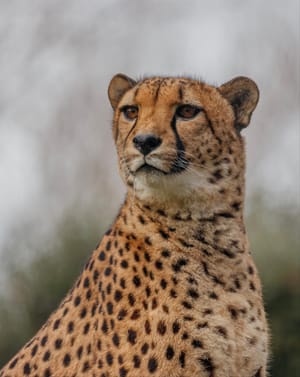 Cheetah