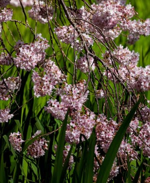 Spring Fever: Cherry Blossoms