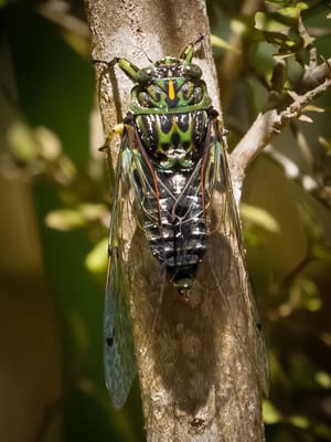 Cicada enjoying the sunshine