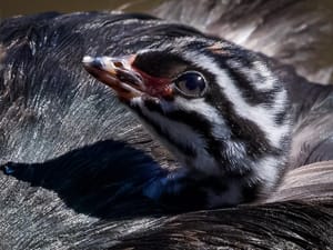 Dabchick