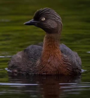 Dabchick