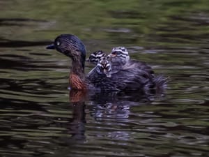 Dabchick