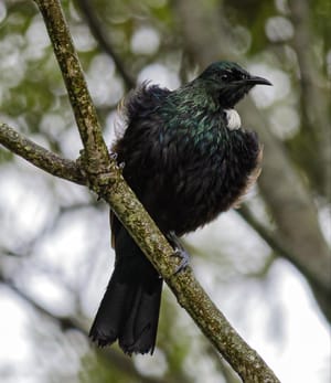 Dishevelled after a storm