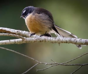 Piwakawaka or Fantail