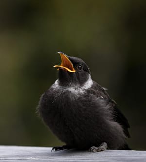 Fledgling Tui