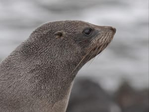 New Zealand Fur Seal or Kekeno