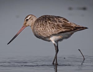 Bar-Tailed Godwit