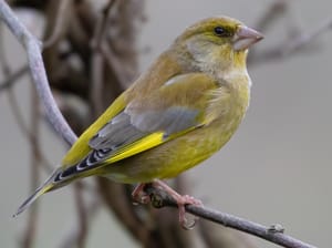 Greenfinch