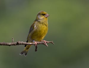 Greenfinch