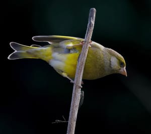 Greenfinch