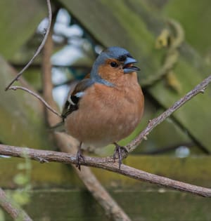 Happy chaffinch