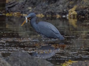 Reef Heron