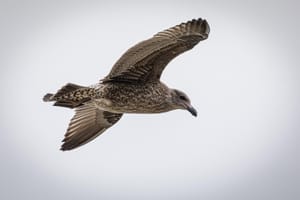 Juvenile Black-backed Gull