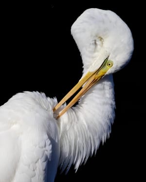 Kōtuku or White Heron