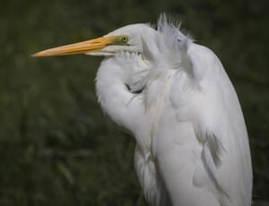 Kōtuku or White Heron