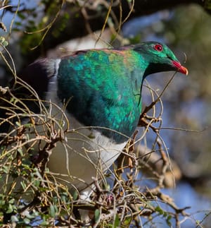 Kererū