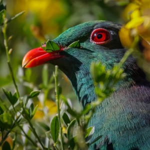 Kereru