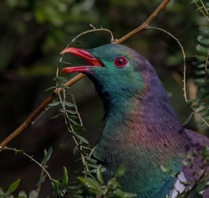 Kereru