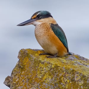 Kōtare or Sacred Kingfisher