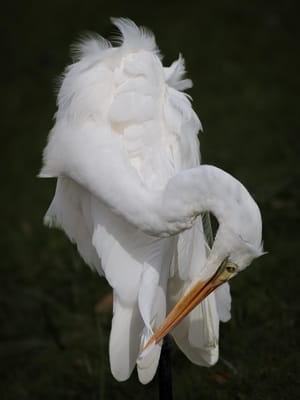 Kōtuku or White Heron