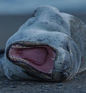 Leopard Seal