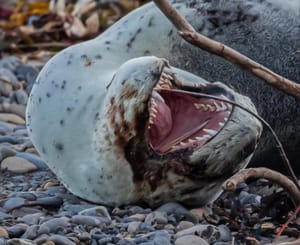 Leopard seal