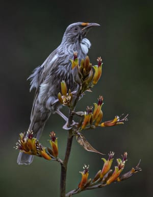 Leucistic or White Tui