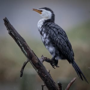 Little Pied Shag