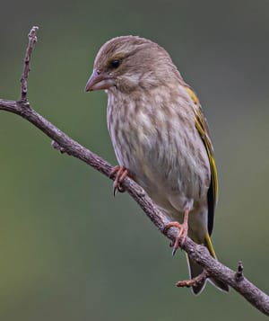 Mrs Greenfinch