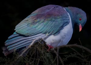 Native Kererū