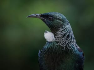 Native tui