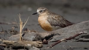 New Zealand Dotterel or Tūturiwhatu