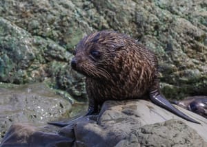 New Zealand Fur seal or Kekeno pup