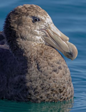 Northern Giant Petrel