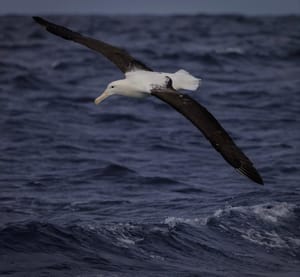 Northern Royal Albatross