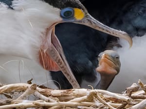 Pied Shag chick