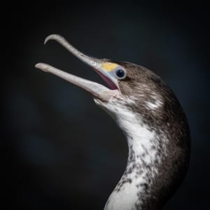 Pied Shag