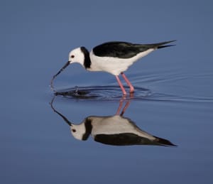 Pied Stilt foraging