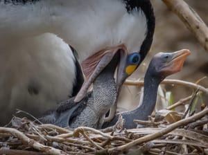 Pied Shag